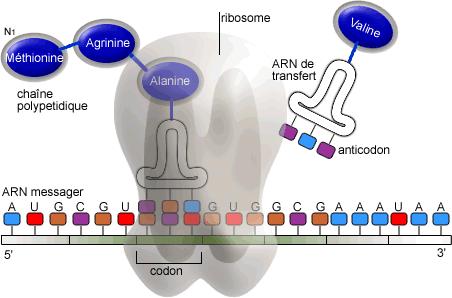 Fonctionnement d'un ribosome & création de la chaine polypeptidique